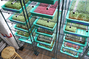 Indoor Microgreens Grow System