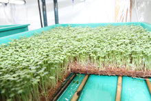 Load image into Gallery viewer, Indoor Microgreens Grow System
