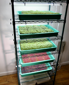 Indoor Microgreens Grow System